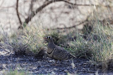 Lichtensteins Sandgrouse (Pterocles lichtensteinii)