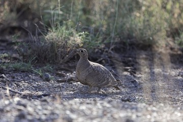 Lichtensteins Sandgrouse (Pterocles lichtensteinii)
