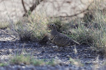Lichtensteins Sandgrouse (Pterocles lichtensteinii)
