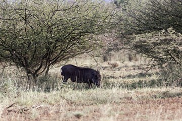 Common warthog (Phacochoerus africanus) in savanna bushes