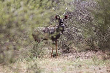 Lesser kudu (Tragelaphus imberbis) in savanna bushes at the Awash National Park, Ethiopia