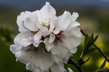 Almond flower Almond Tree Close-up Macro Photo