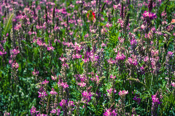 Campo de flores rojas y amapolas