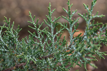 Common Juniper Leaves in Winter