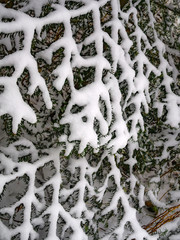 Fir branch covered snow in web shape