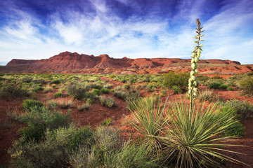 Yucca cactus blooms in the desert springtime at Warner Valley, nearby St George, Utah