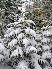 Fir covered with snow in winter