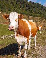 Fototapeta na wymiar Kuh im Antholztal Tirol