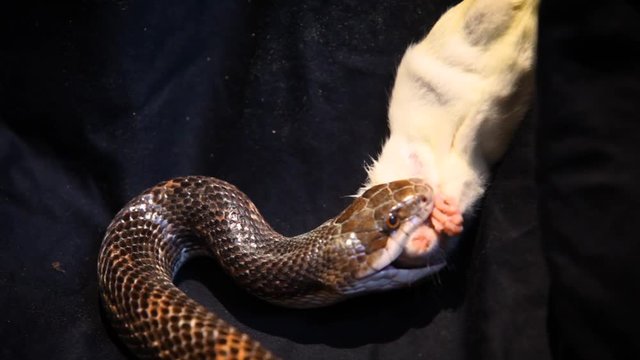 Gray ratsnake eating a dead rat. Close up on a gray ratsnake eating a dead rat to feed itself - fixed angle