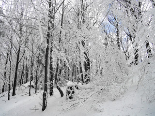 Trees in forest covered with snow