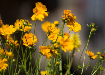 Yellow coreopsis blooms in a garden