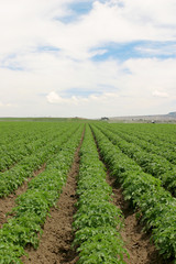 Fototapeta na wymiar Farming Potatoes