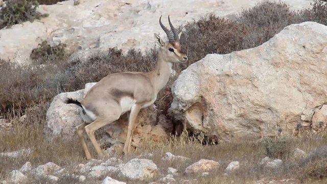 Israeli mountain gazelle marking his teritory Israeli mountain gazelle defecates in the nature