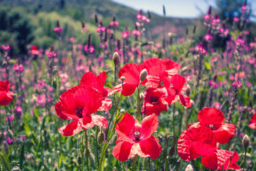 Campo de flores rojas y amapolas