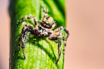Jumping spider with water drop on head