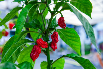 Obraz premium Chilli plants for sale at the market. Close up picture shot outside on a sunny day in a french farmer's market of Quebec, Canada.