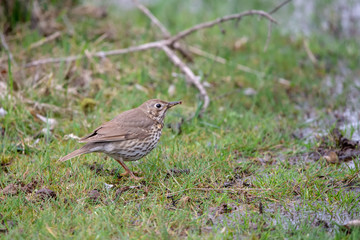 Çayır incirkuşu » Meadow Pipit » Anthus pratensis