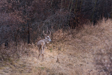 White-Tailed Deer
