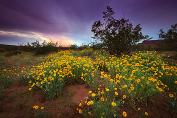 Springtime desert marigolds bloom in Warner Valley of Southern Utah, nearby St George, Utah