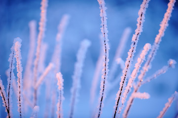 Snow and frost covered bush branches