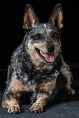 Studio portrait of a beautiful tri-coloured Blue Heeler Dog
