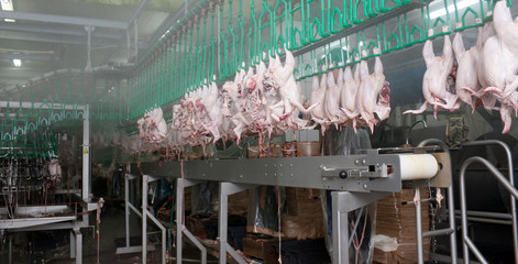 Primorsko-Akhtarsk, Russia - May 24, 2012: Close up of poultry processing in food industry