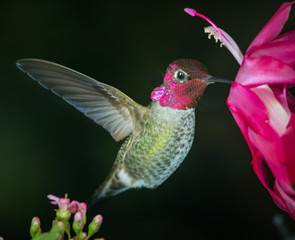 Male hummingbird with reflective feather © FreebillyPhotography