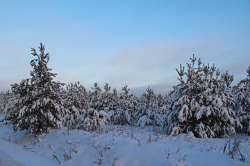 Beautiful winter landscape. Christmas trees in the snow at sunrise.