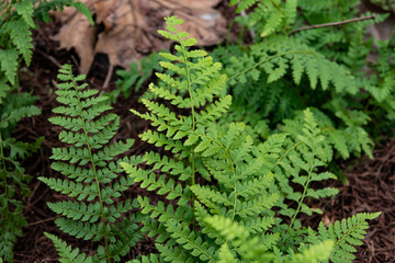 Soft Shield Fern Fronds in Winter