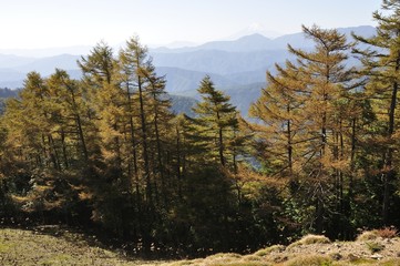 七ツ石山のカラマツ林