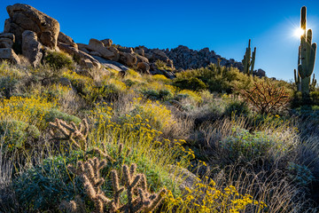 Flowers boulders and cacti in the desert