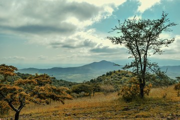 Acacia tree against a mountain background, Kajiado, Kenya