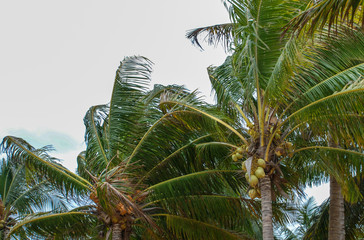 Fototapeta na wymiar Coconut trees during a storm
