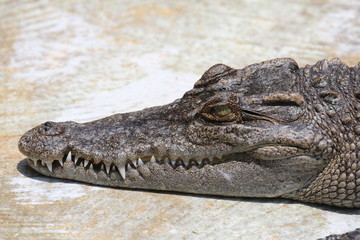 Schöner Krokodil-Kopf