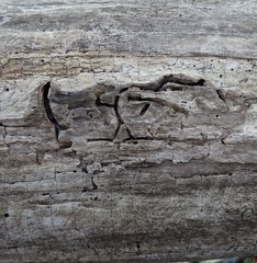 Bark Beetle Borer tunnels in dead hemlock tree