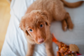 Nova Scotia Duck Tolling Retriever puppy