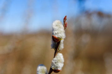 Brunch of the blossoming pussywillow on early spring