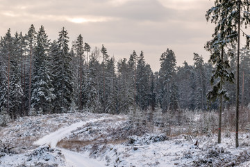Cloudy winter day, after snowfall. Snowy forest road going through felled pine forest.