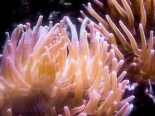 Naklejka na ściany i meble corals in a marine aquarium