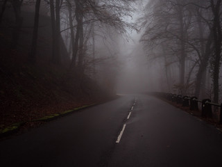 road with fog between trees
