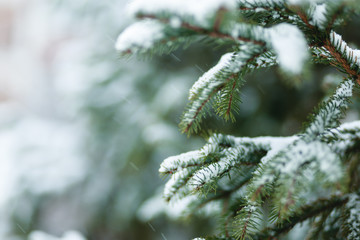 Beautiful Winter Background. Wintertime Wallpaper. Snow-covered fir tree branches close up outdoors with selective focus. Nature Wide screen Web banner with copy space