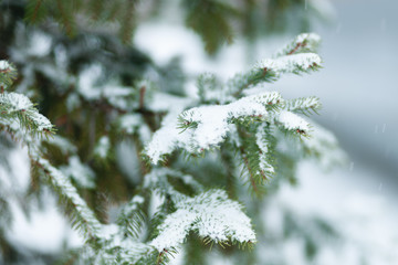 Beautiful Winter Background. Wintertime Wallpaper. Snow-covered fir tree branches close up outdoors with selective focus. Nature Wide screen Web banner with copy space
