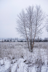 The image of a tree tips with the snow