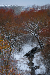 The image of a winter forest