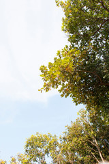 treetop and sky