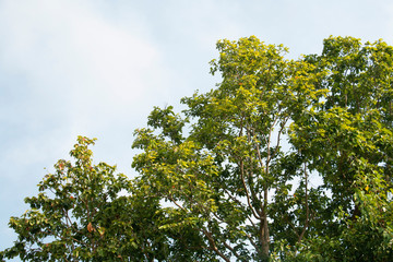 Fototapeta premium treetop and sky