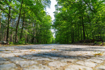 ein schöne Wald im Frühling, aus Bodennähe fotografiert