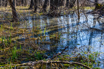 Fototapeta na wymiar Swamp in the forest on early spring
