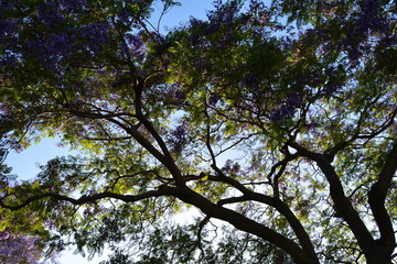 Lush tree top seen from below