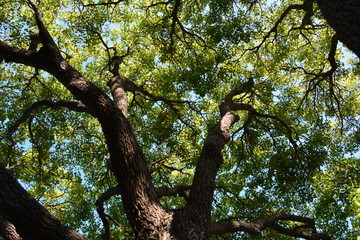 Lush tree top seen from below